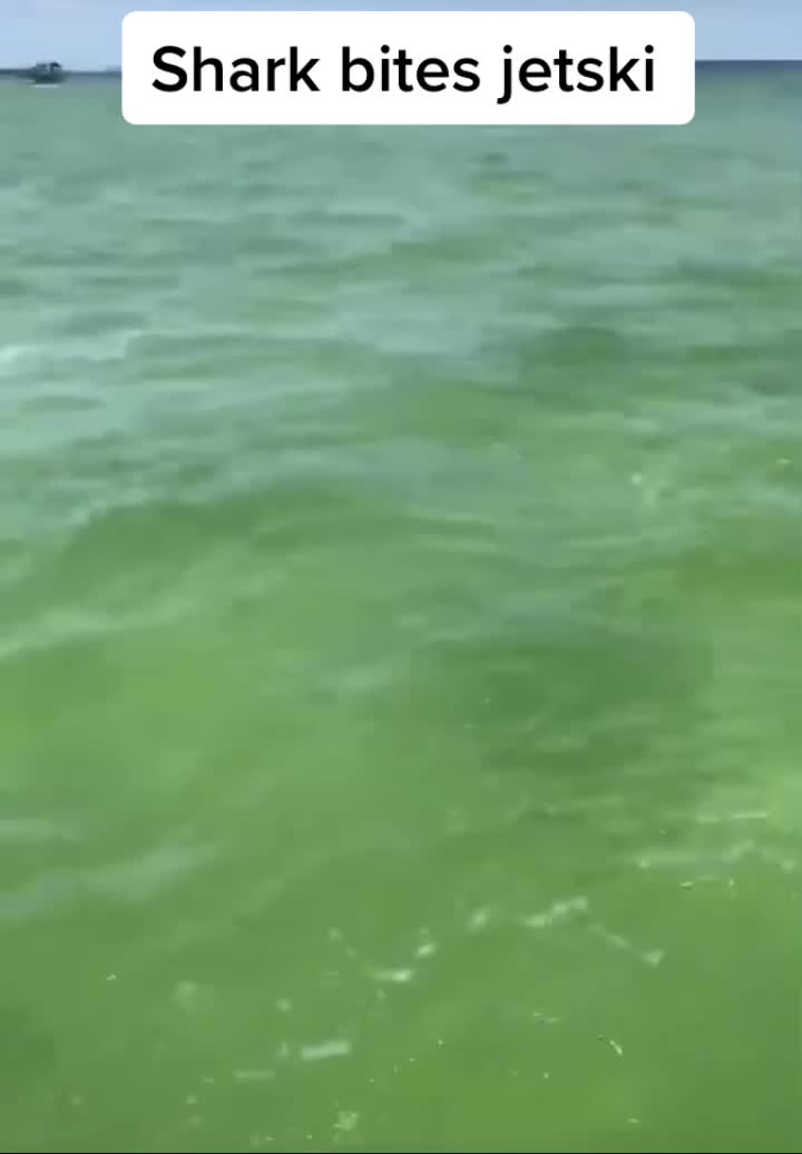 @When_animals_attack