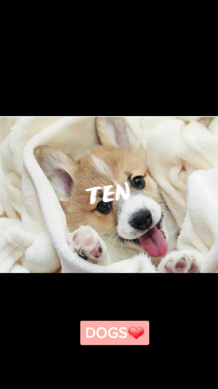 @❤Animals❤