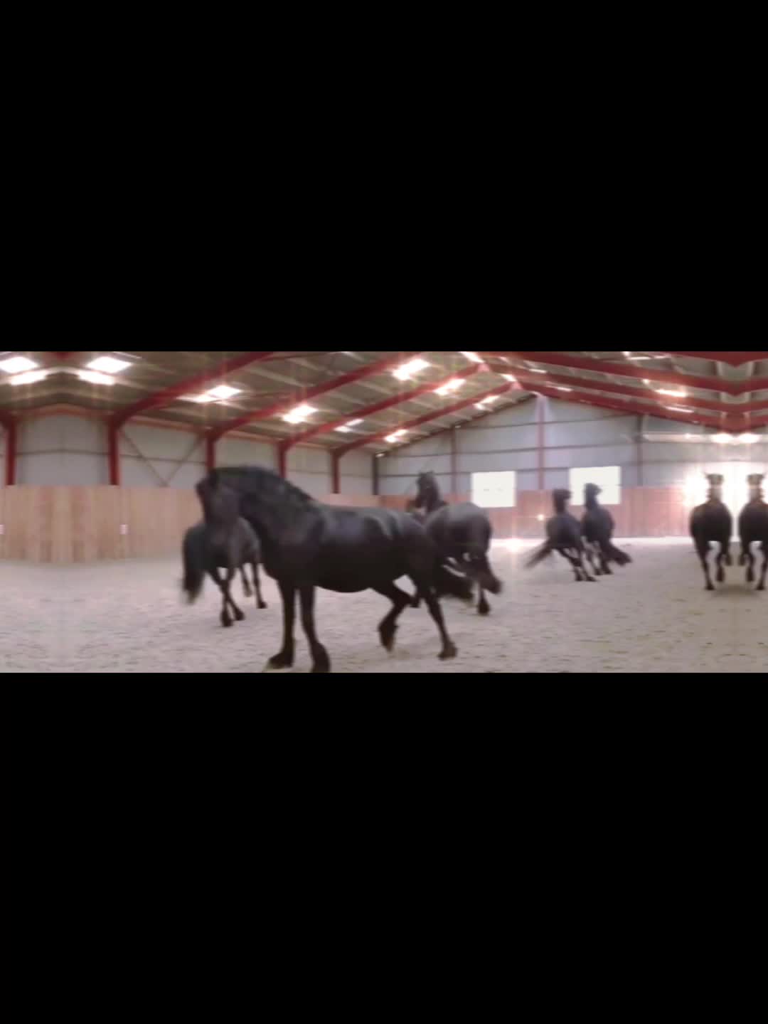 @Horses