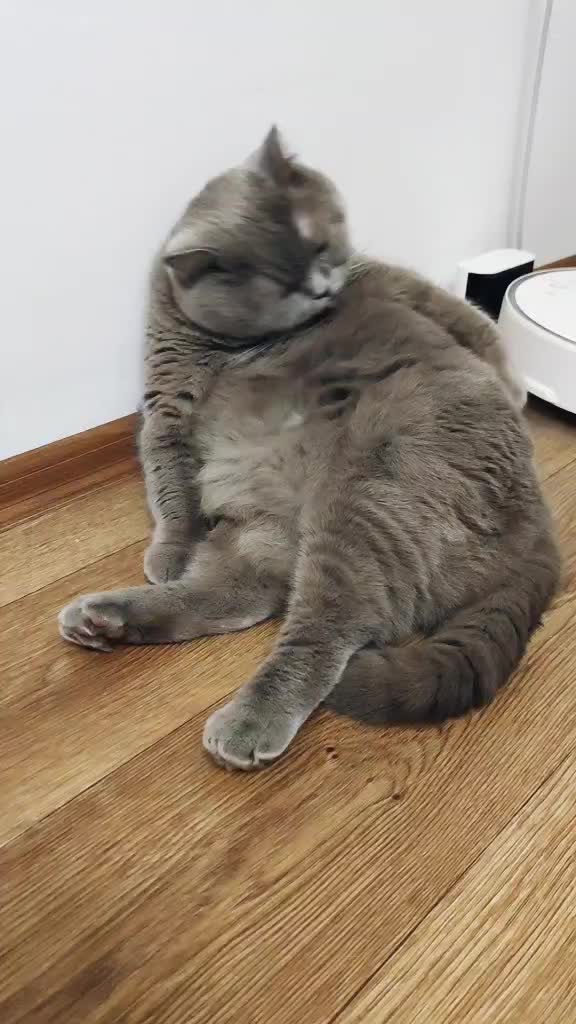 @Кошка Зефирка