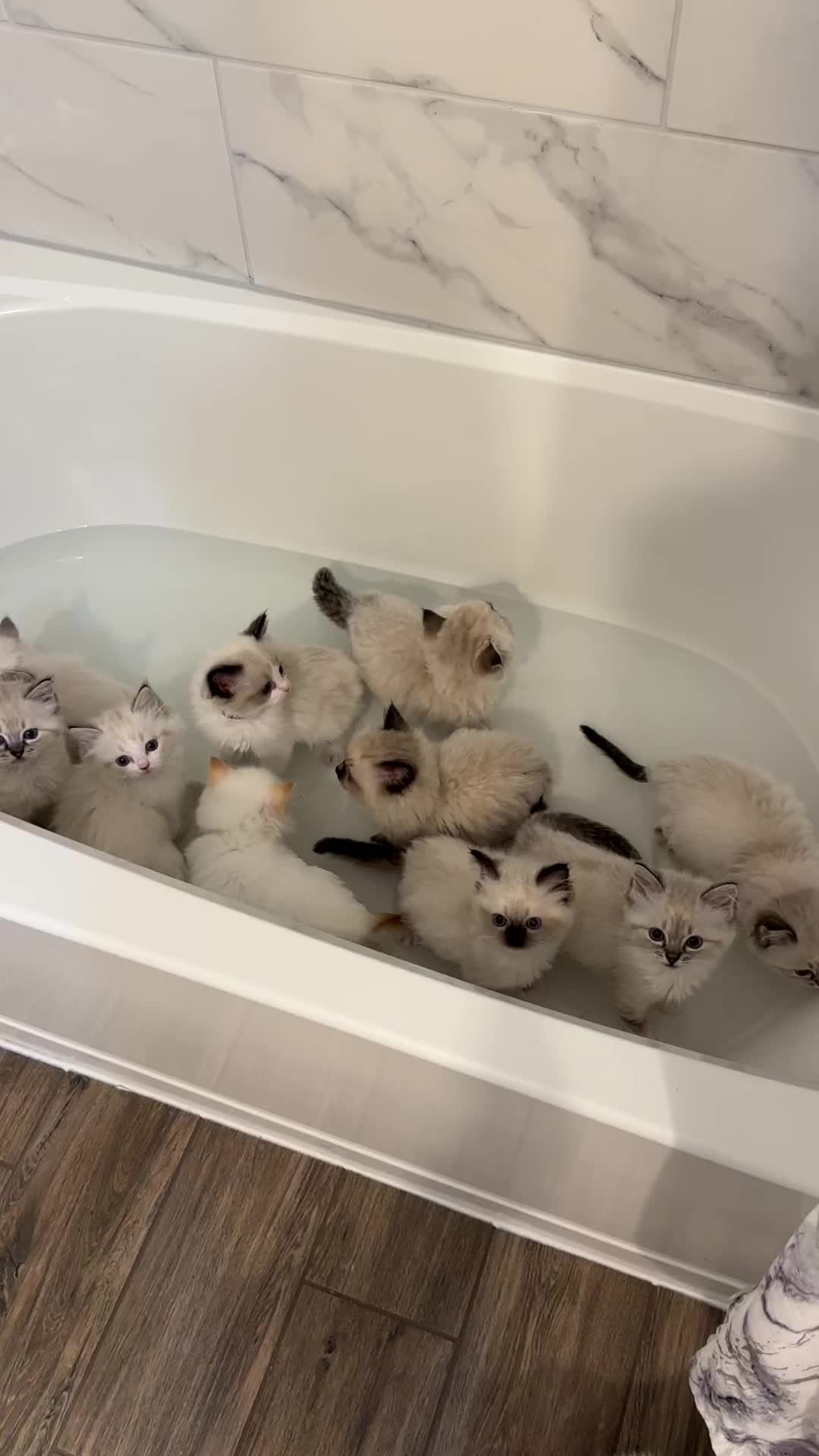 @Pearl&rsquo;s Ragdolls