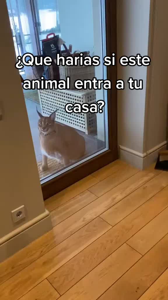 @negtt