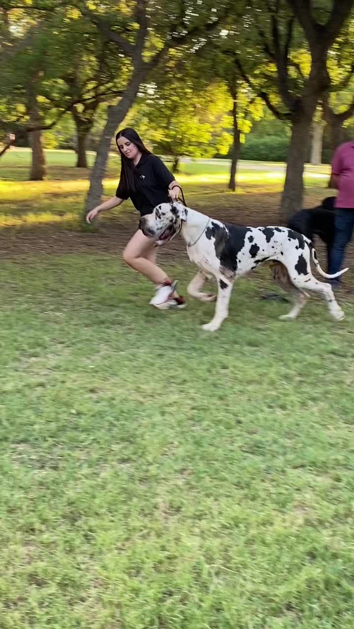 @Dеlмаdоg 🐾