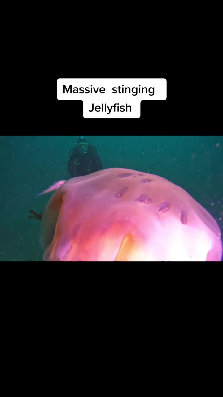 @@stutubediving