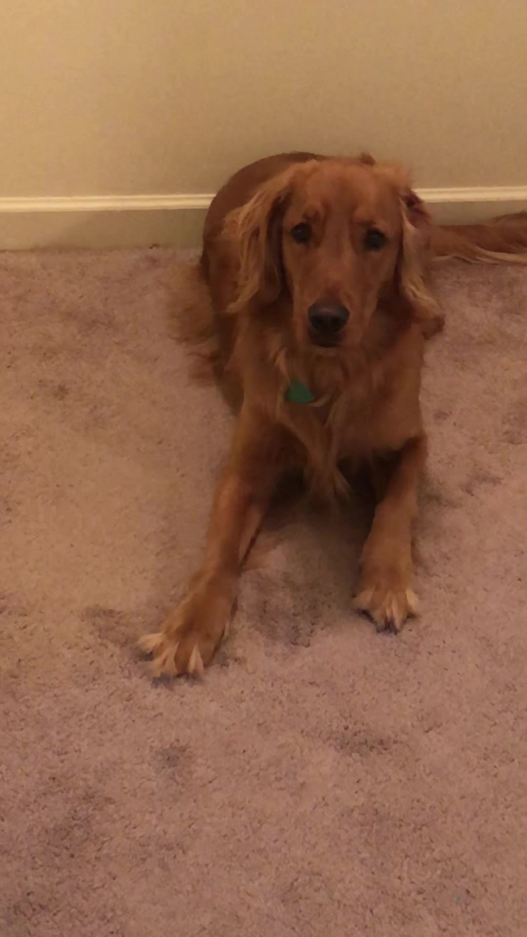 @Koda the Golden