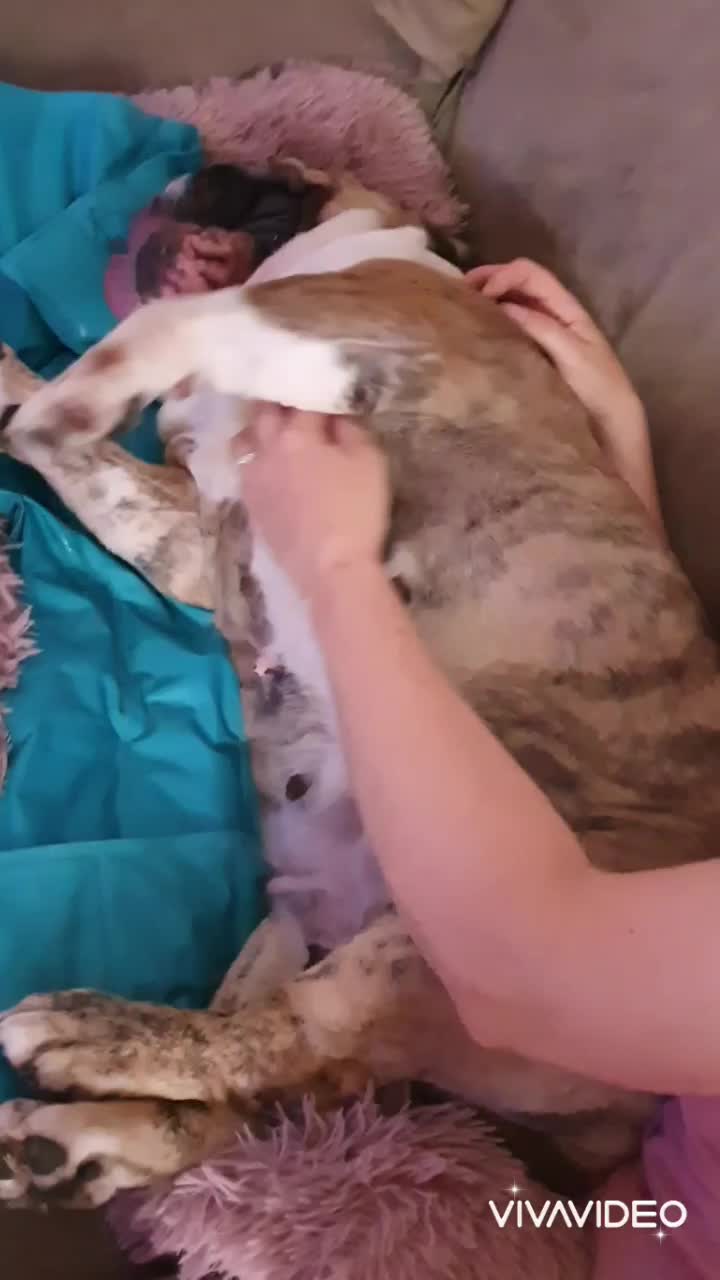 @bulldogCoco