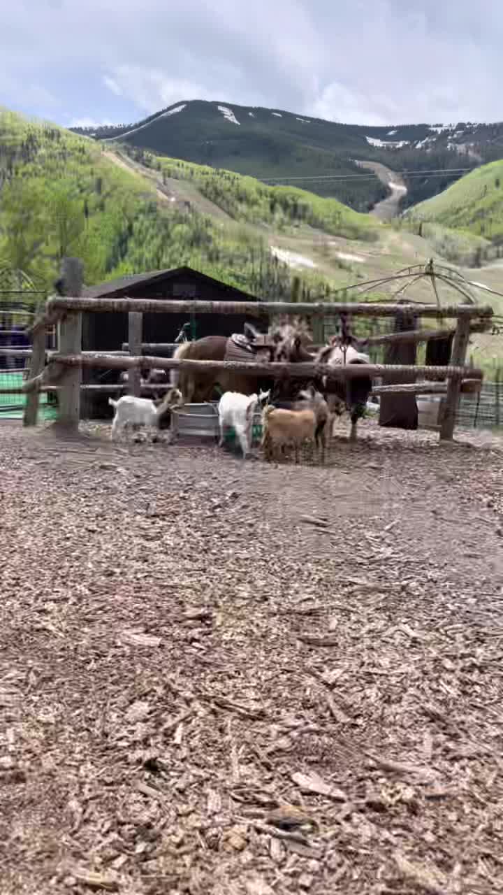 @Vail Stables