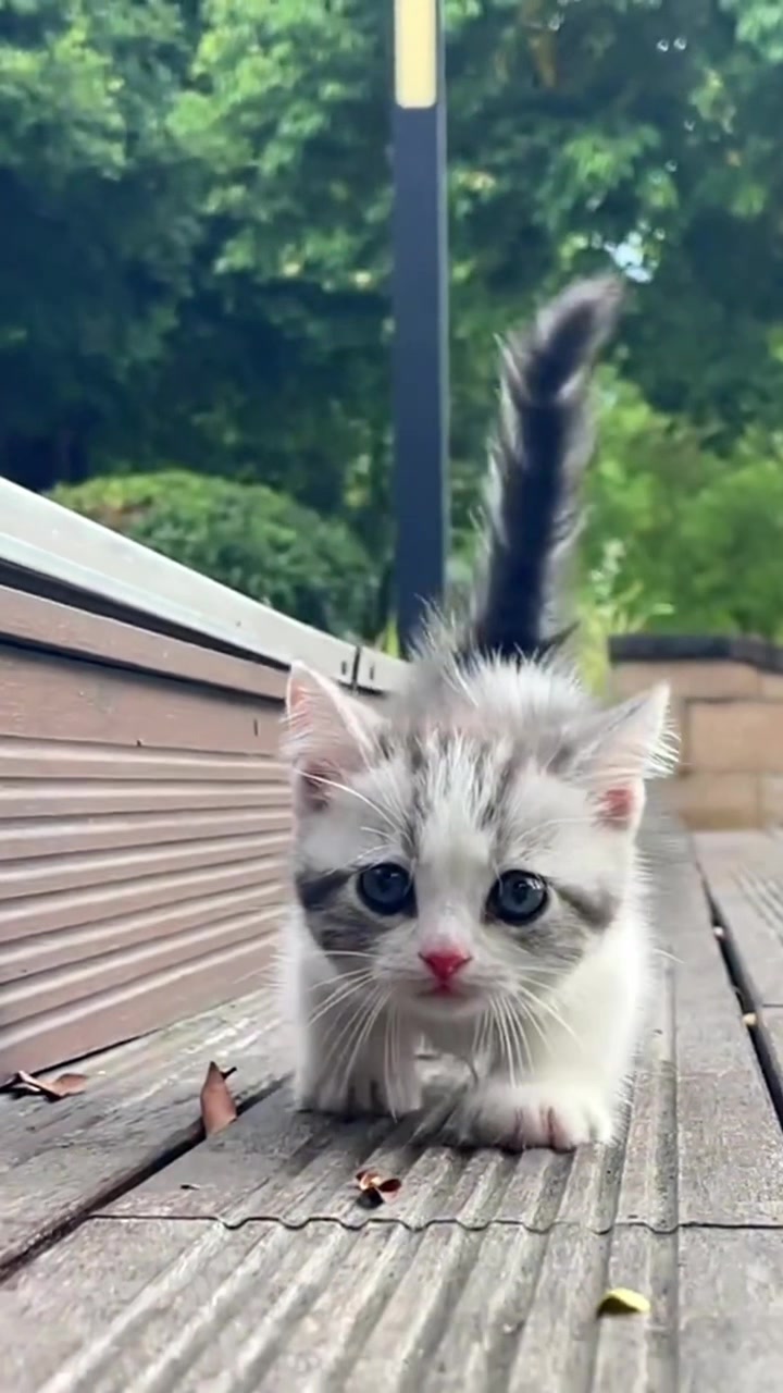 @ourpetsfriends