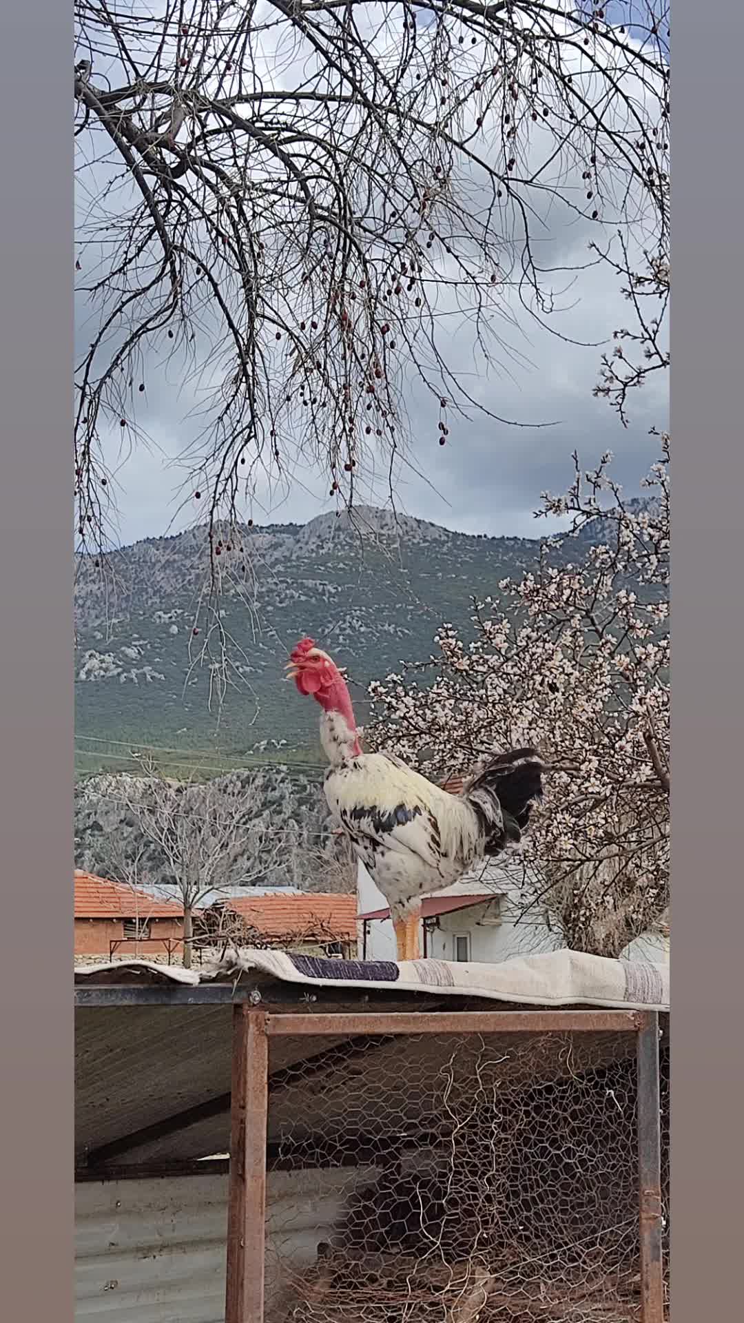 @Niyazi Durmuş