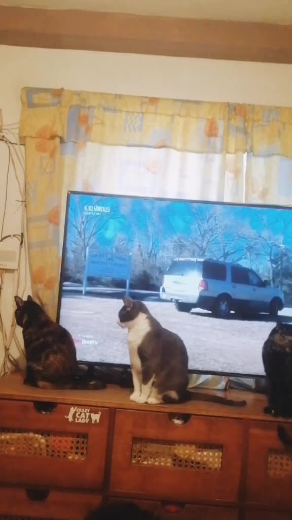 @&hearts;️Priss_Miau_lalocadelosgatos