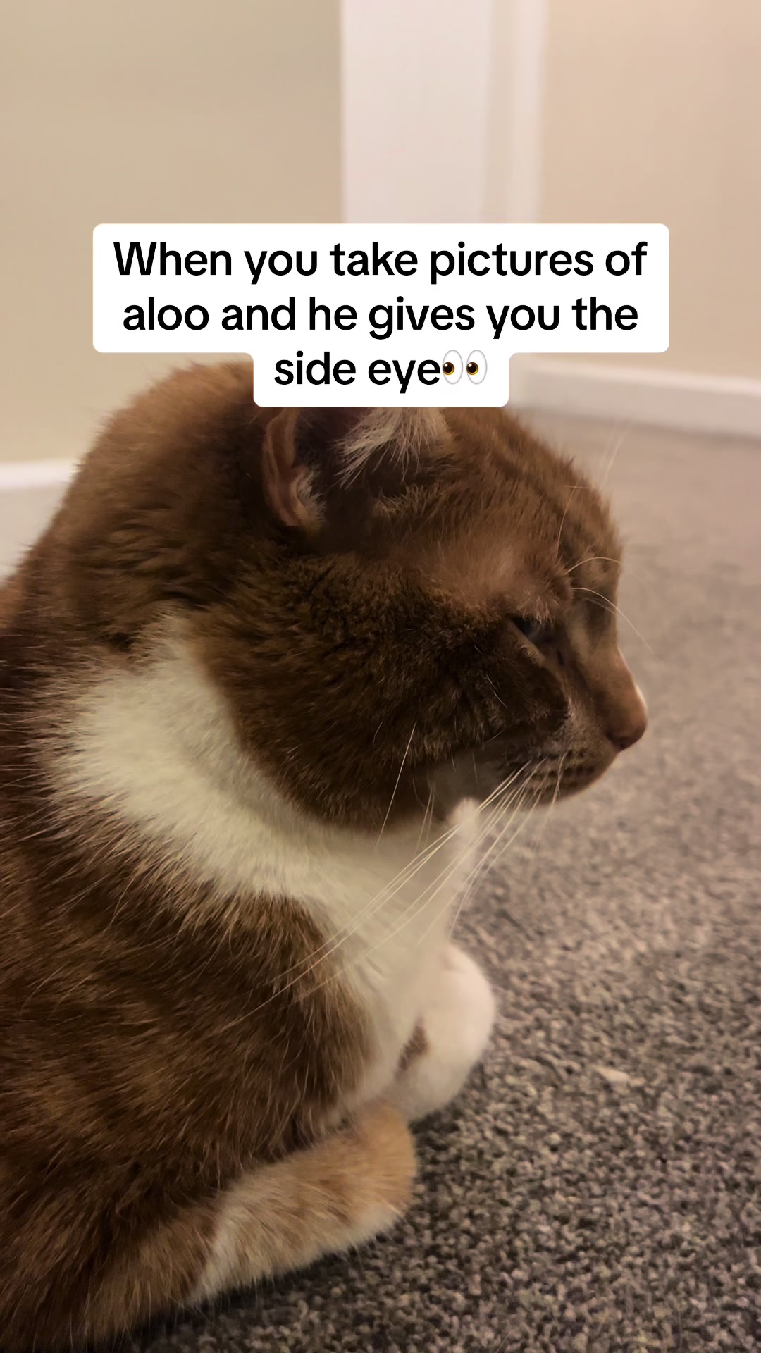 @Aloo The Cat