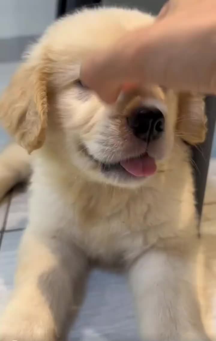 @Furry Little Friends