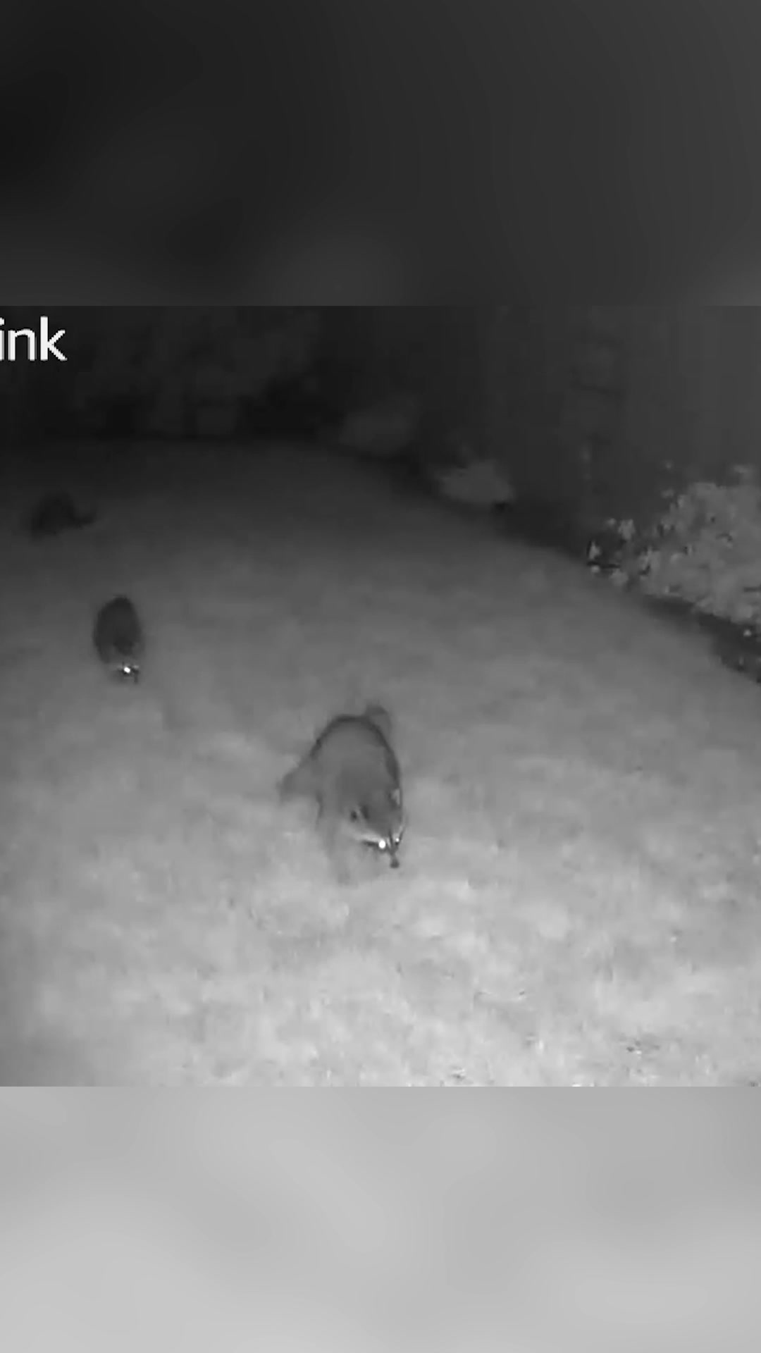 @F🦊XSEE👀Footage🎞️