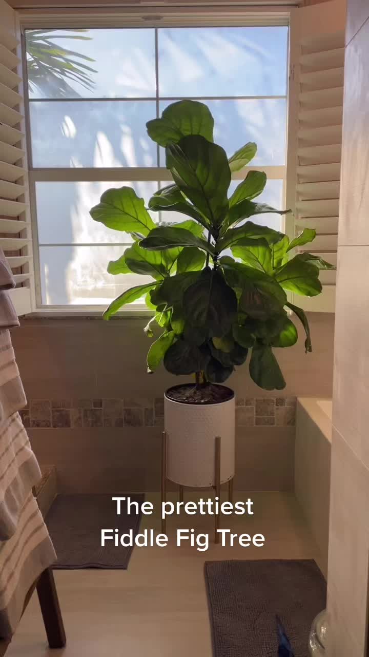 @Monstera Mom