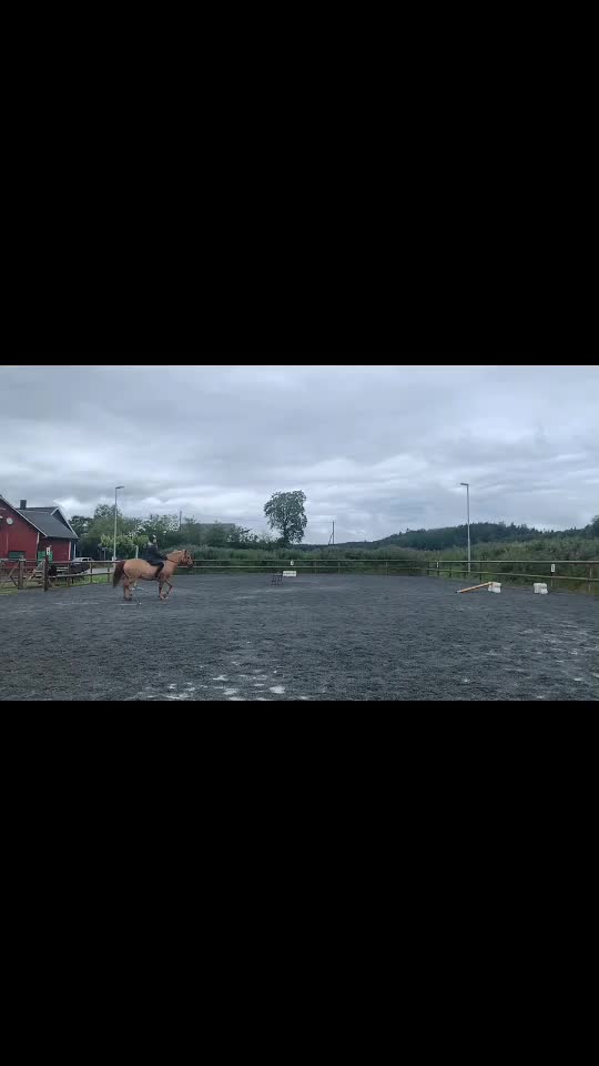 @Hästar