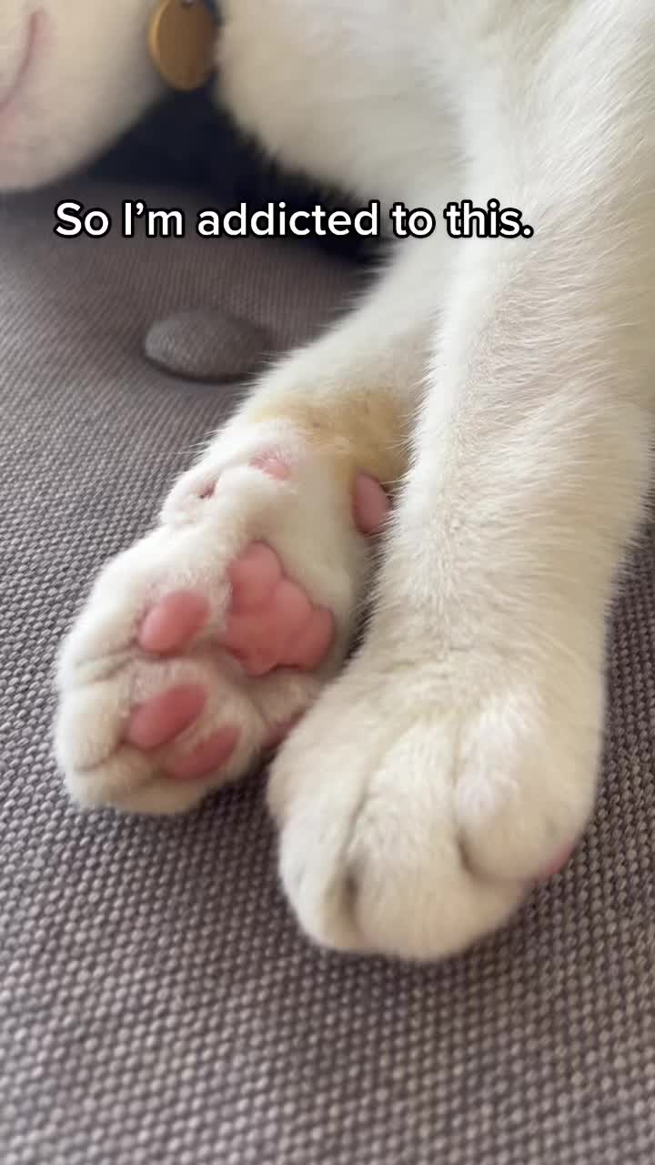 @The Fur Babies 🐈 🐈&zwj;⬛ 🐕