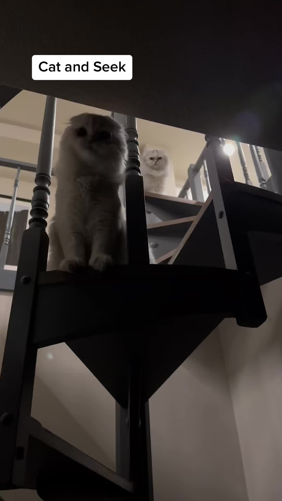 @Chester_and_Pepper
