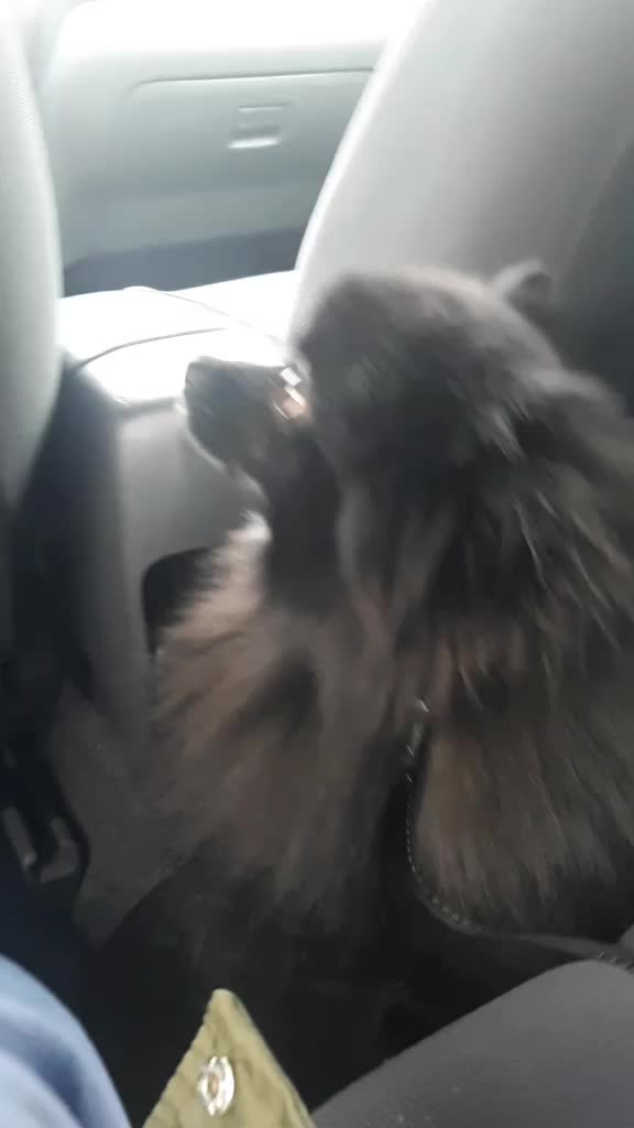 @dog_chip