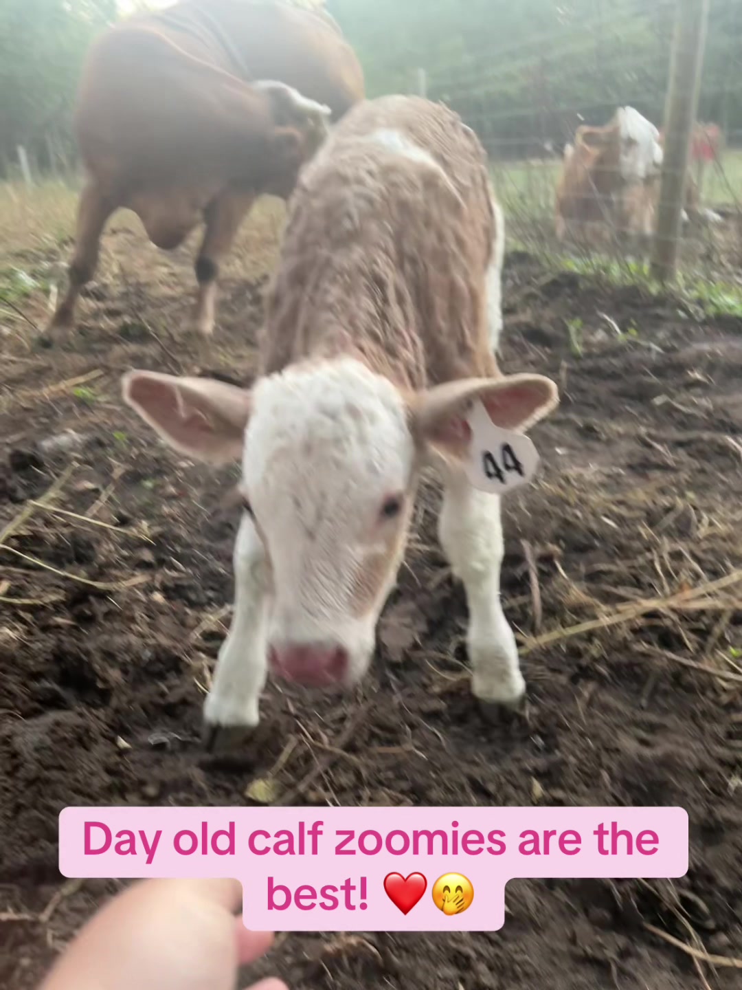 @Melody 🐮🚜