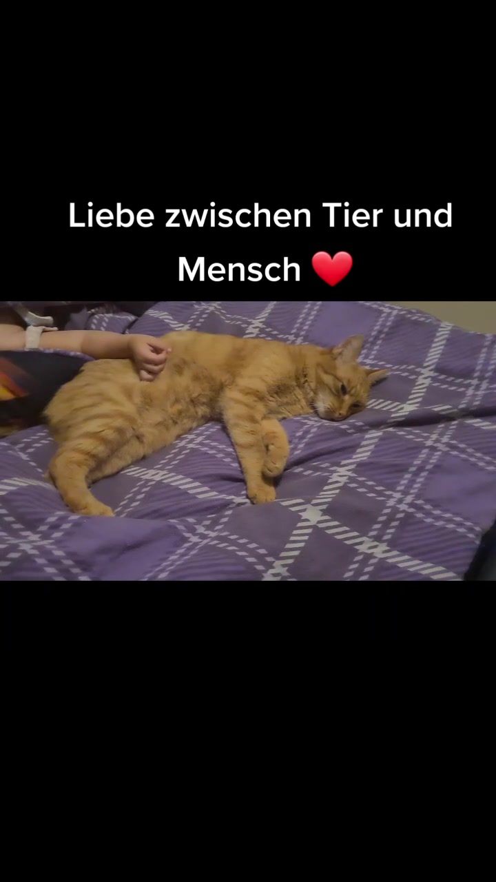@5KidCat