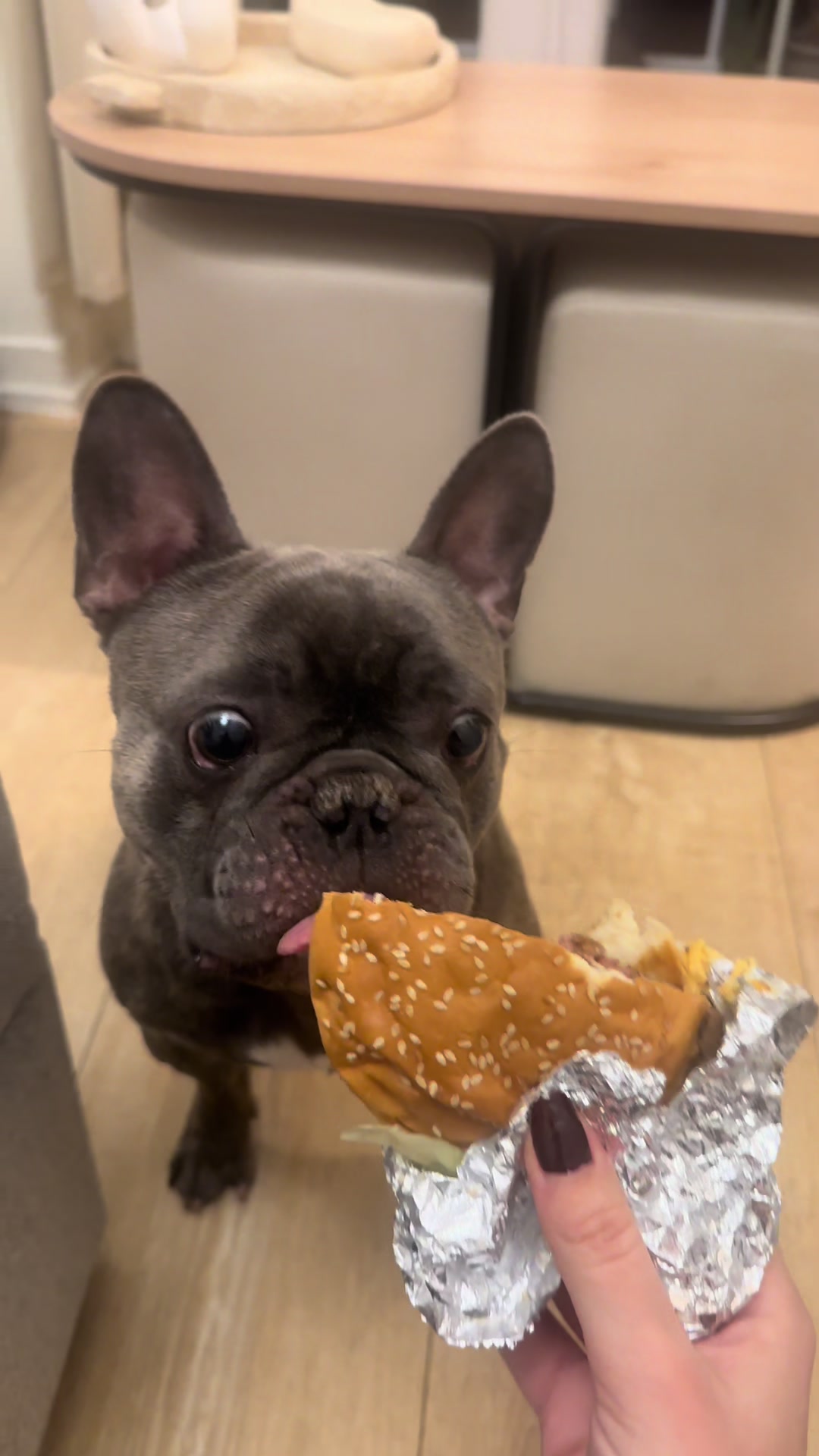 @Bose the frenchie