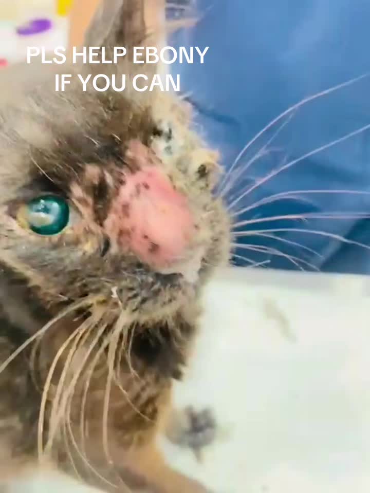 @StrayCatsAngel