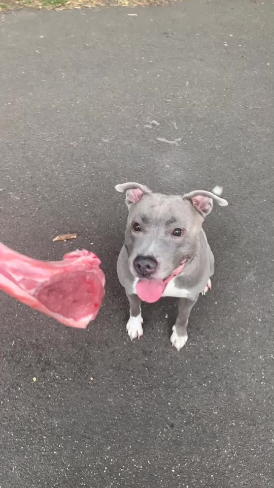 @Pitbulldaddy44