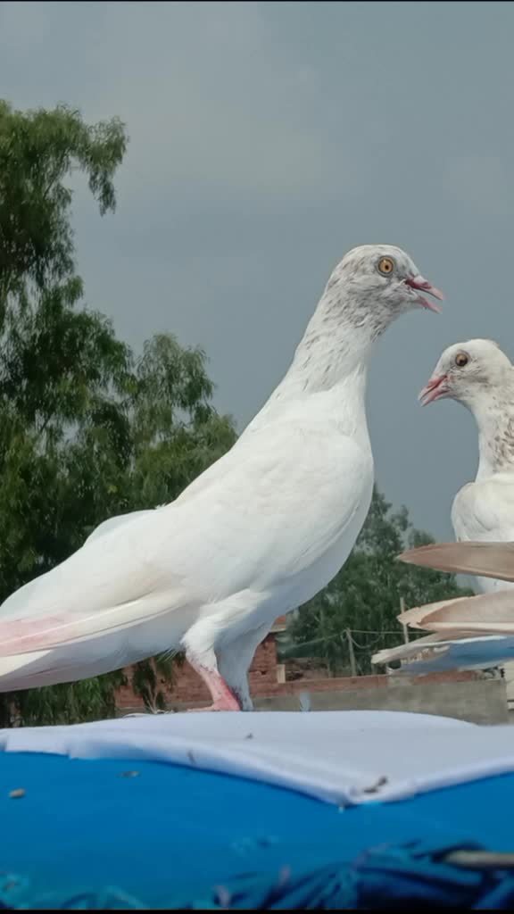 @kashyap Saab ji