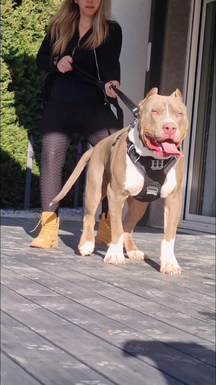 @ShadowBullyXXL