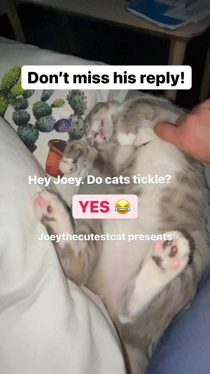 @Joeythecutestcat