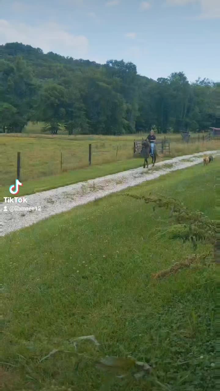 @Mane Stream Stables