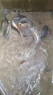 @brijesh yadav