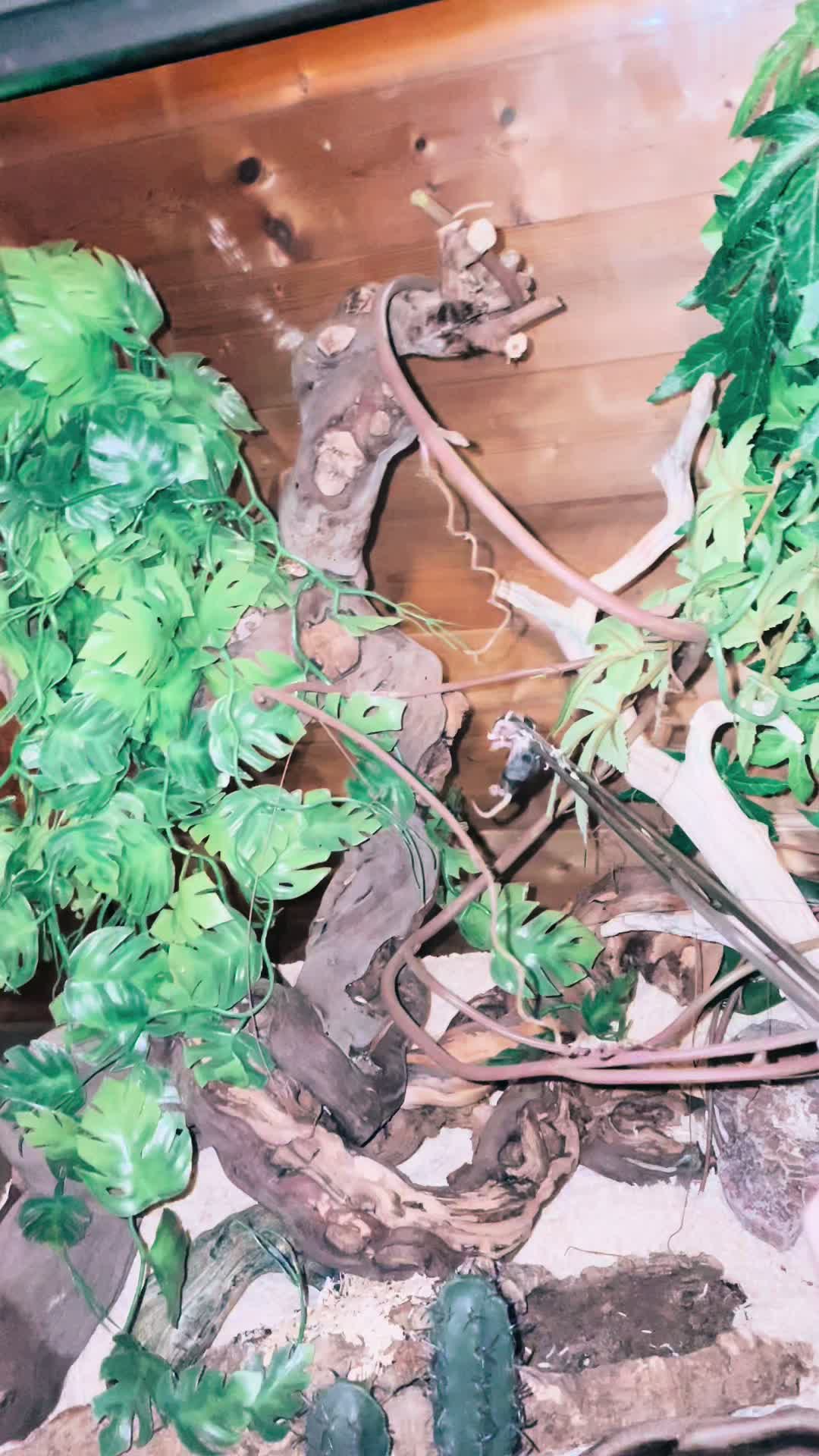 @C&N Reptiles & Co