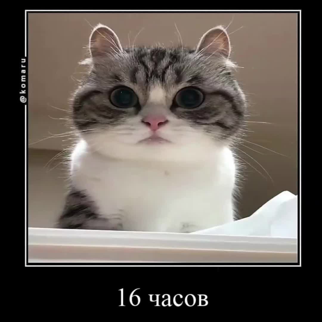 @гифки с комару