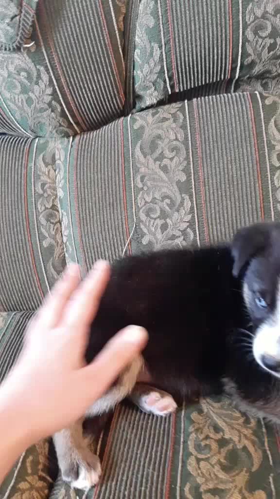 @Nala_and_Raya