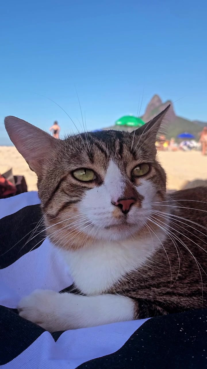 @Gato Harley