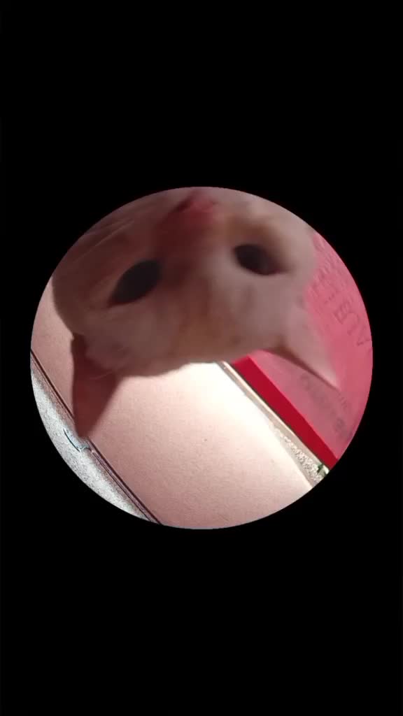 @🎧(A's versión)🌀