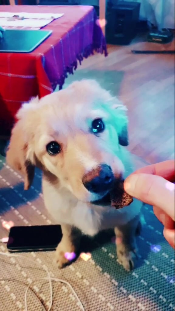 @Hilda the hoffi🐶🐾