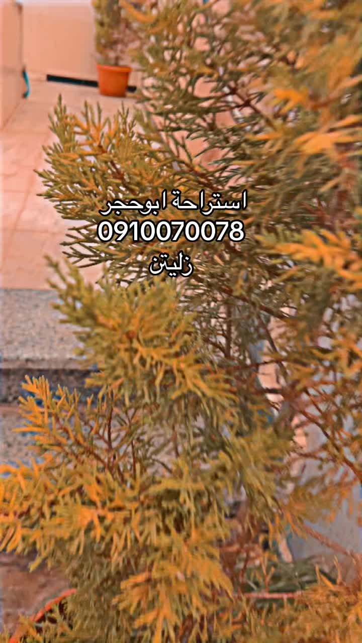 @استراحة ابوحجر
