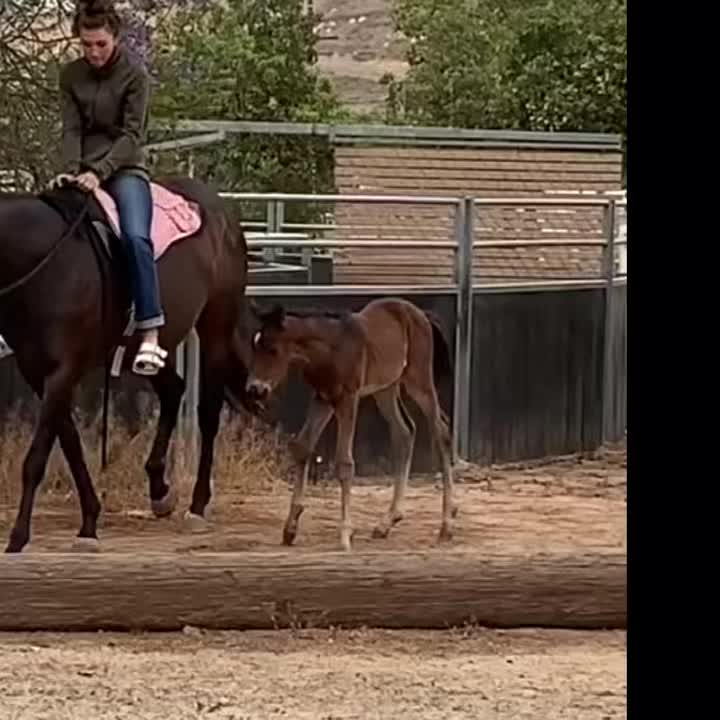 @🏇🏻 нorѕe rιdιng 🏇🏻