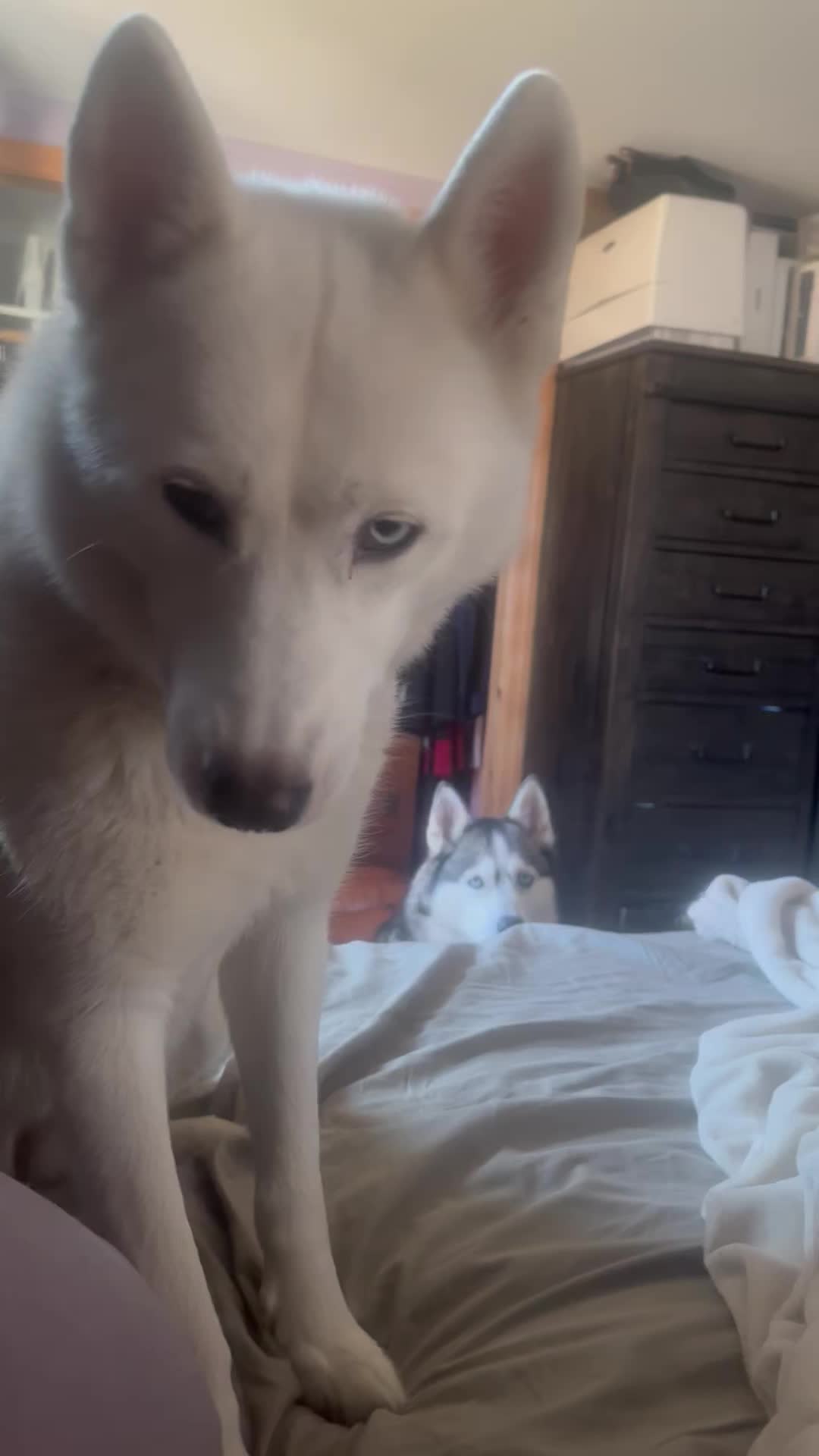 @Husky 6 Pack