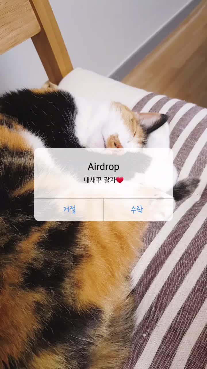 @곰고양이 Bearcat