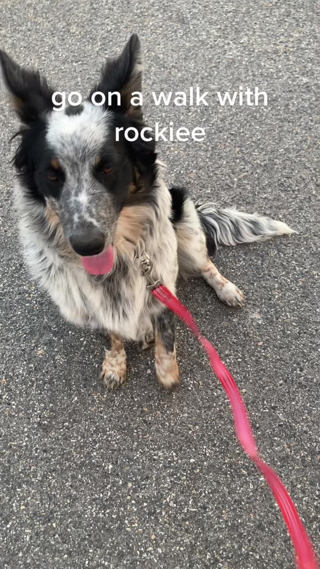 @rockiee