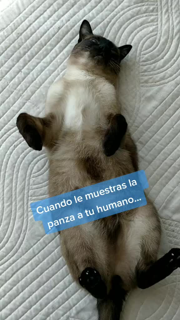@Titan the Cat