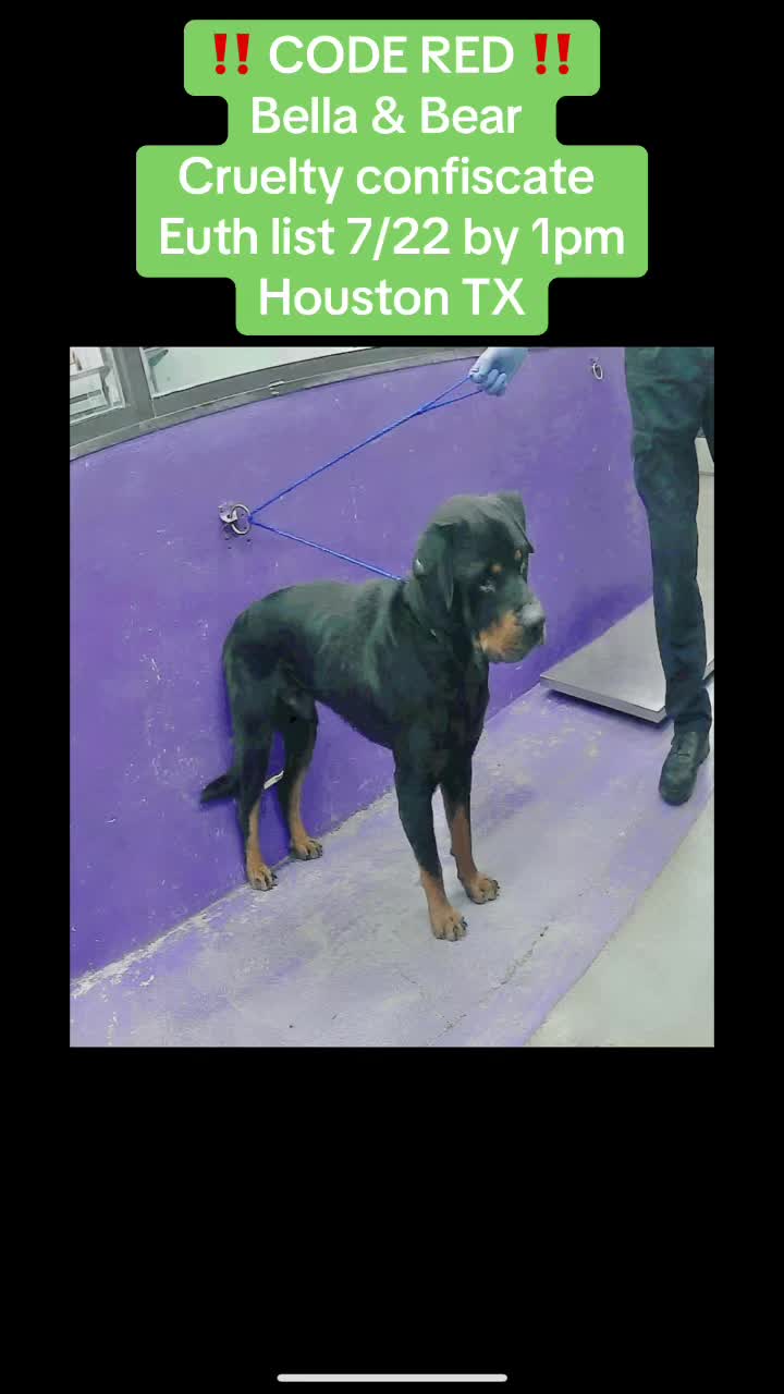 @Save the dogs ๐ถ