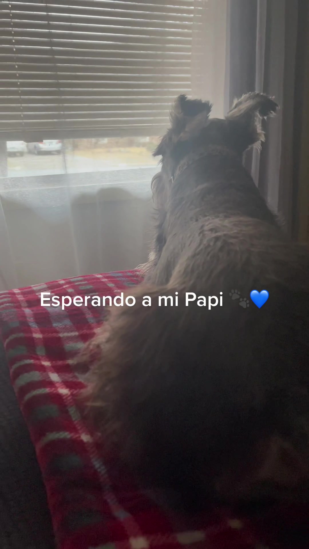 @🐶🐾