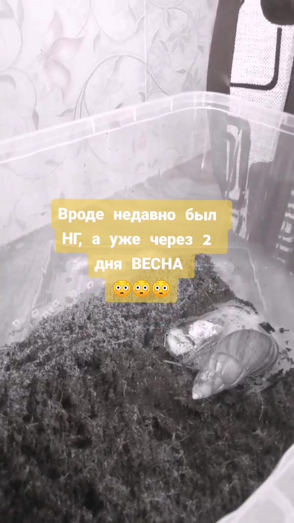 @Улиточки🐌💞