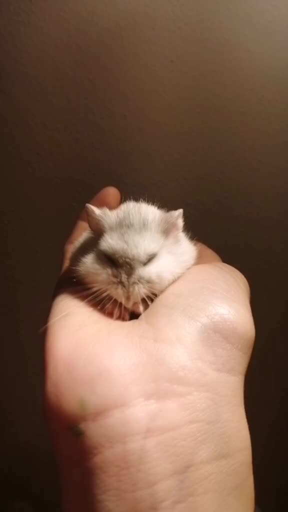 @susi_and_animals🐭🍀💕🎇