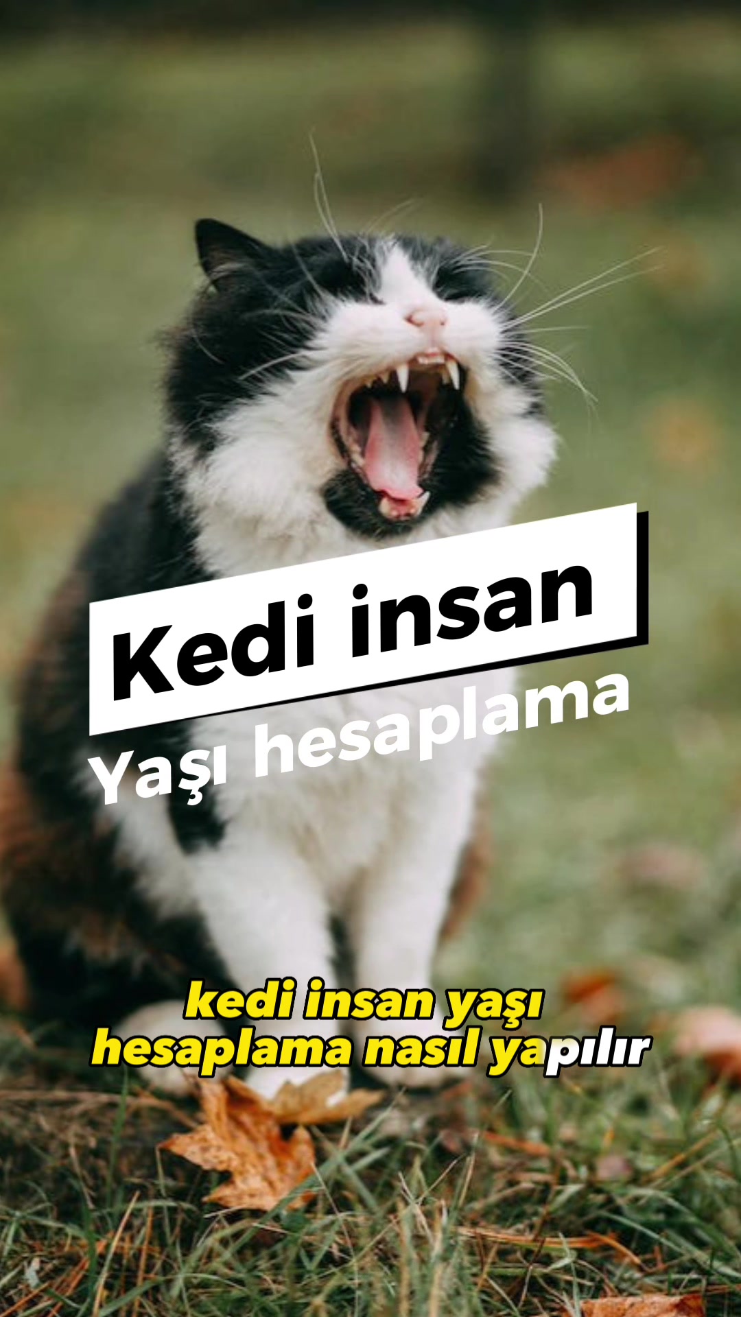 @zekadolabi