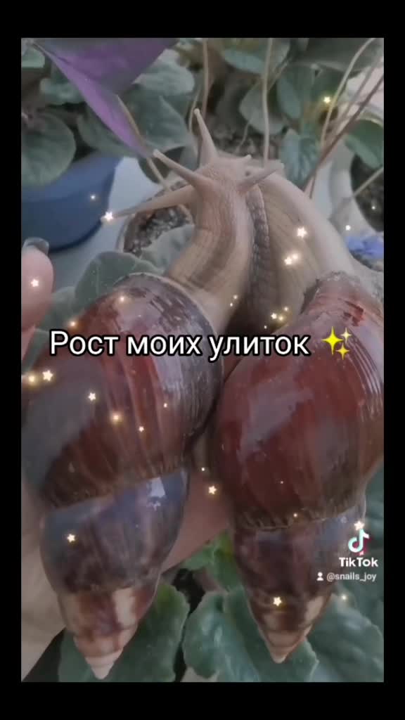 @Snails